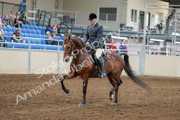 2020 - AB Morgan Horse - Sat, Sept 05 - 06857
