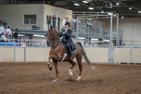 2020 - AB Morgan Horse - Fri, Sept 04 - 11073