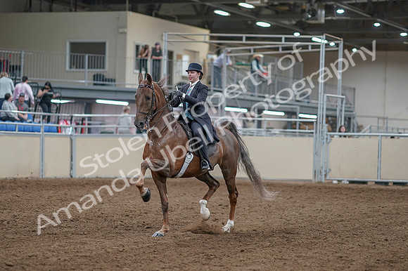 2020 - AB Morgan Horse - Fri, Sept 04 - 11073