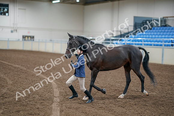 2020 - AB Morgan Horse - Fri, Sept 04 - 00927