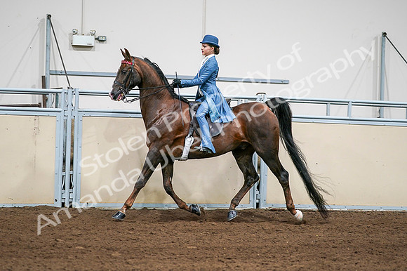 2020 - AB Morgan Horse - Fri, Sept 04 - 04947
