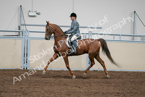 2020 - AB Morgan Horse - Sat, Sept 05 - 03041