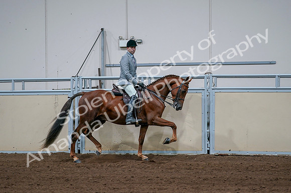 2020 - AB Morgan Horse - Fri, Sept 04 - 01799