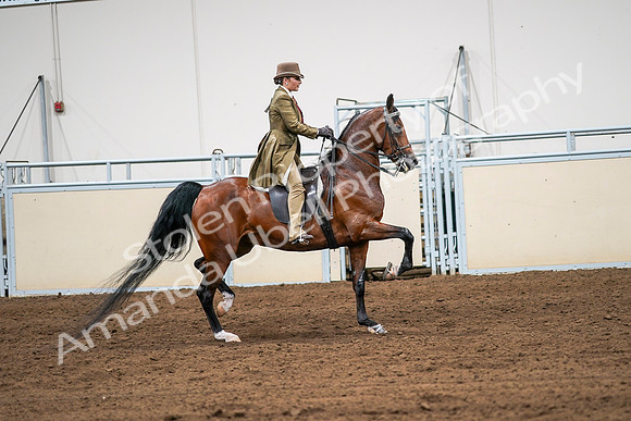 2020 - AB Morgan Horse - Sat, Sept 05 - 08195
