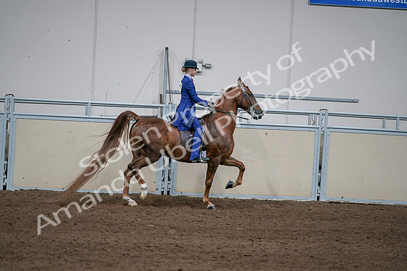 2020 - AB Morgan Horse - Fri, Sept 04 - 05159