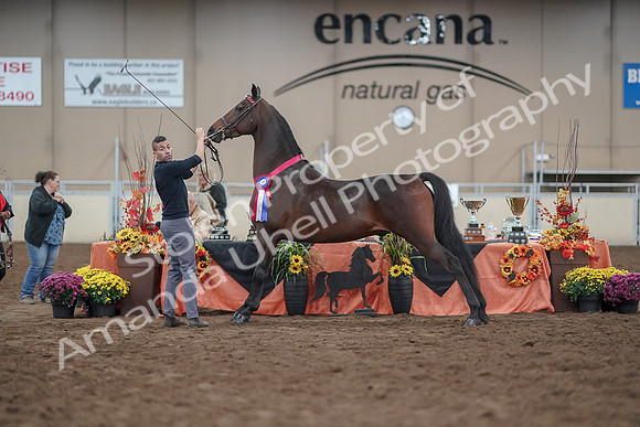 2019 Morgan Horse Show - Aug 31, 2019 - 03827