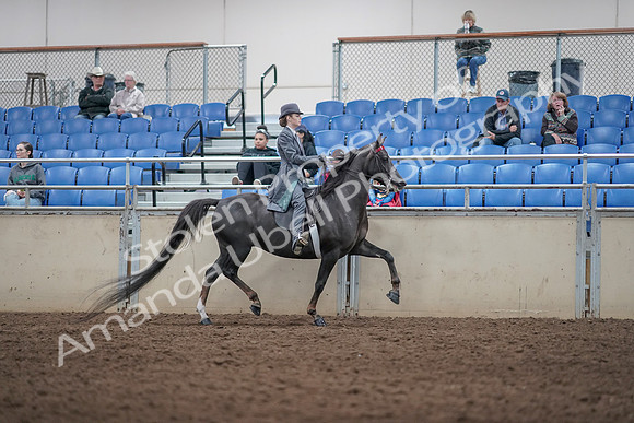 2019 Morgan Horse Show - Aug 31, 2019 - 09641