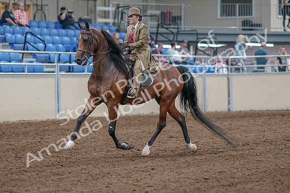 2020 - AB Morgan Horse - Fri, Sept 04 - 11143