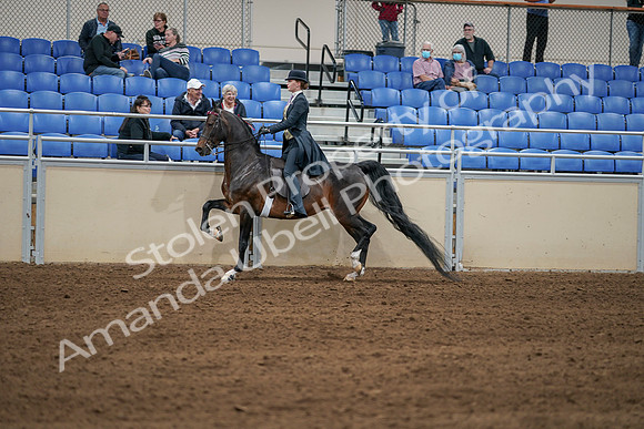 2020 - AB Morgan Horse - Sat, Sept 05 - 06309