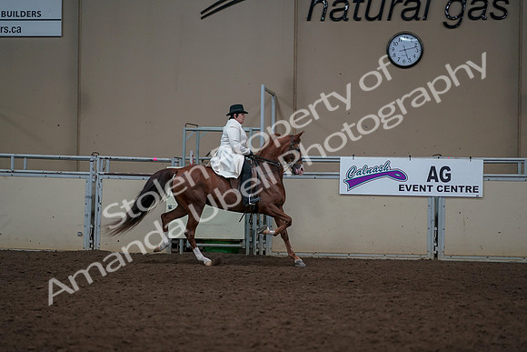 2019 Morgan Horse Show - Aug 31, 2019 - 17952