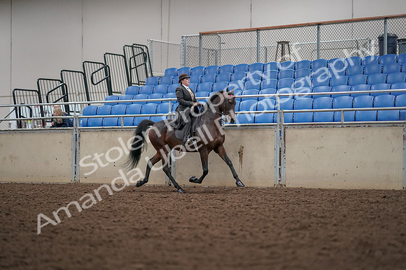 2019 Morgan Horse Show - Aug 30, 2019 - 28205