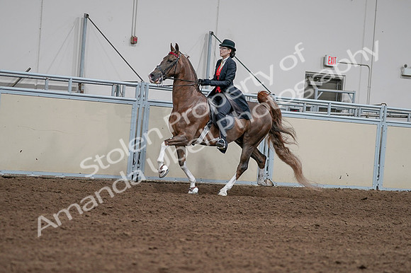 2020 - AB Morgan Horse - Fri, Sept 04 - 09587