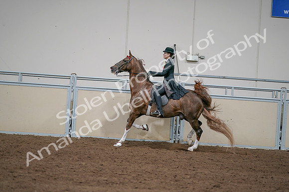 2020 - AB Morgan Horse - Fri, Sept 04 - 09753