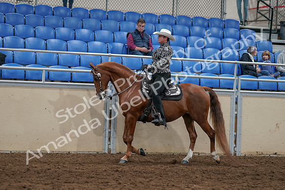 2020 - AB Morgan Horse - Sun, Sept 06 - 07507