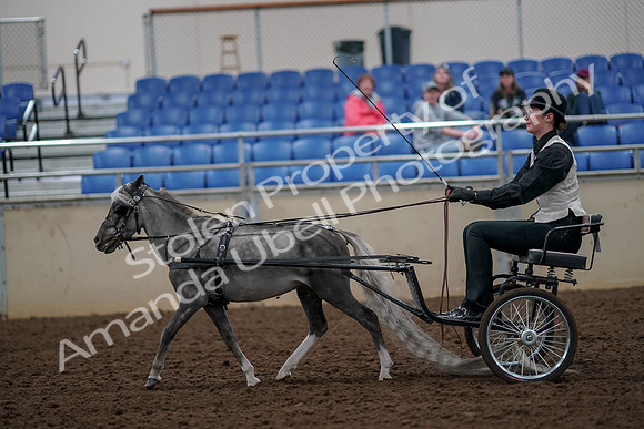 2019 Morgan Horse Show - Aug 30, 2019 - 13294