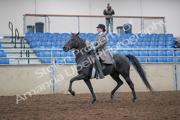 2019 Morgan Horse Show - Aug 31, 2019 - 09403