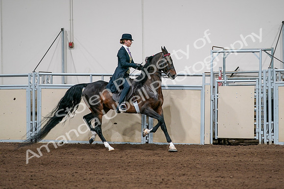 2020 - AB Morgan Horse - Sat, Sept 05 - 06415