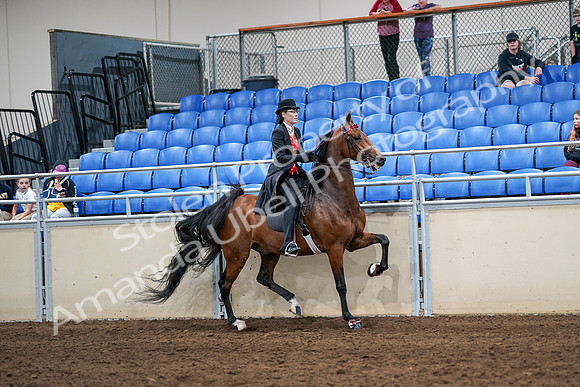 2020 - AB Morgan Horse - Sat, Sept 05 - 06797