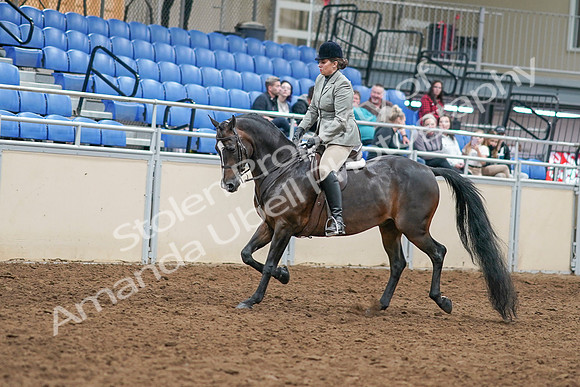 2020 - AB Morgan Horse - Sat, Sept 05 - 14309