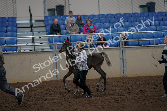2019 Morgan Horse Show - Aug 30, 2019 - 24716