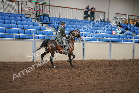 2020 - AB Morgan Horse - Fri, Sept 04 - 03458