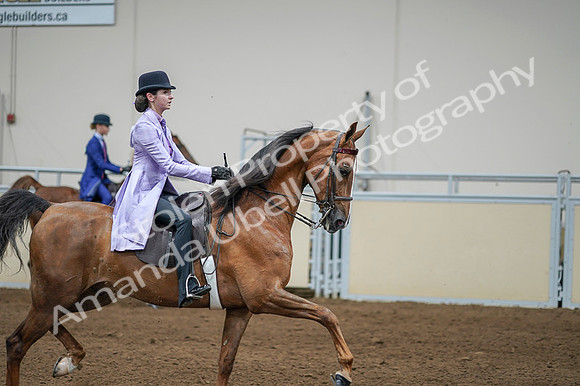 2020 - AB Morgan Horse - Fri, Sept 04 - 05143