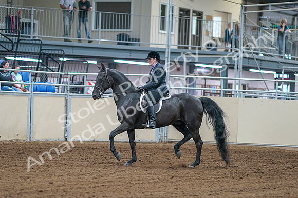 2020 - AB Morgan Horse - Fri, Sept 04 - 01523