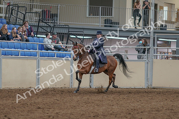 2020 - AB Morgan Horse - Fri, Sept 04 - 11447