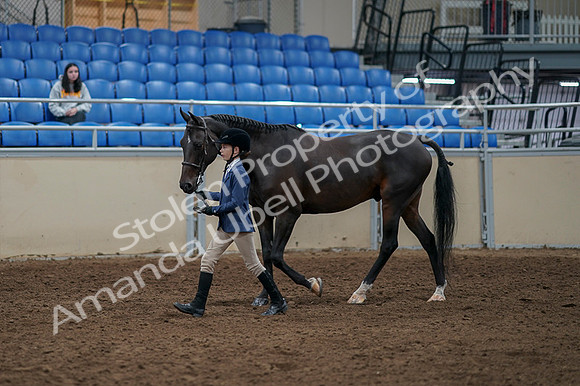 2020 - AB Morgan Horse - Fri, Sept 04 - 00922