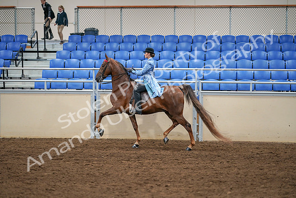 2020 - AB Morgan Horse - Sat, Sept 05 - 03326