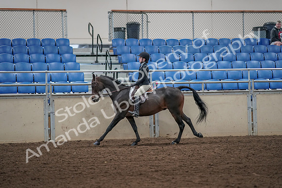 2019 Morgan Horse Show - Aug 31, 2019 - 05095