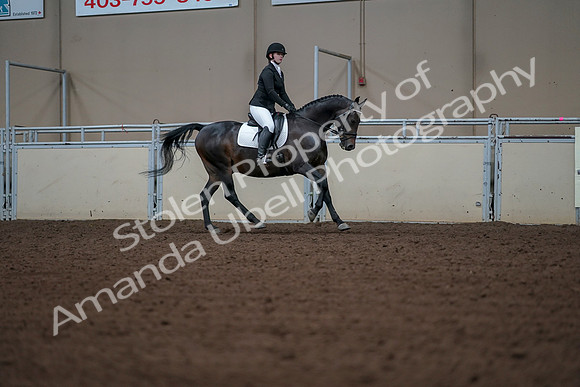 2019 Morgan Horse Show - Aug 30, 2019 - 18632