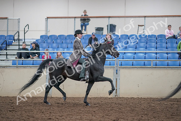2019 Morgan Horse Show - Aug 31, 2019 - 09657