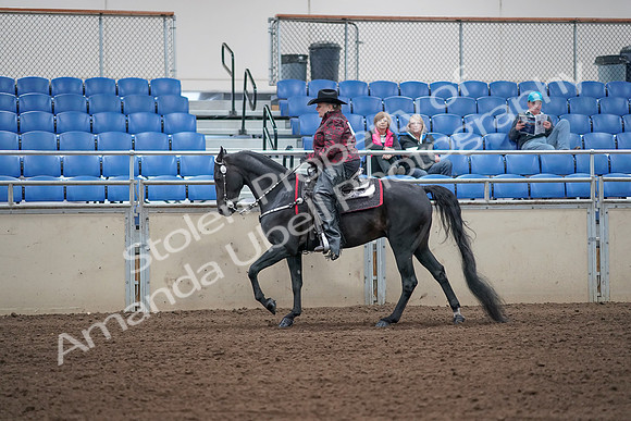 2019 Morgan Horse Show - Aug 31, 2019 - 10654