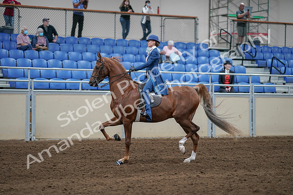 2020 - AB Morgan Horse - Sat, Sept 05 - 06200