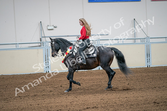 2020 - AB Morgan Horse - Sat, Sept 05 - 10407