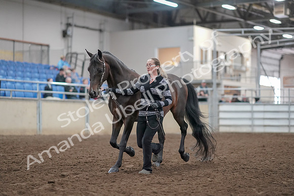 2019 Morgan Horse Show - Aug 31, 2019 - 02934