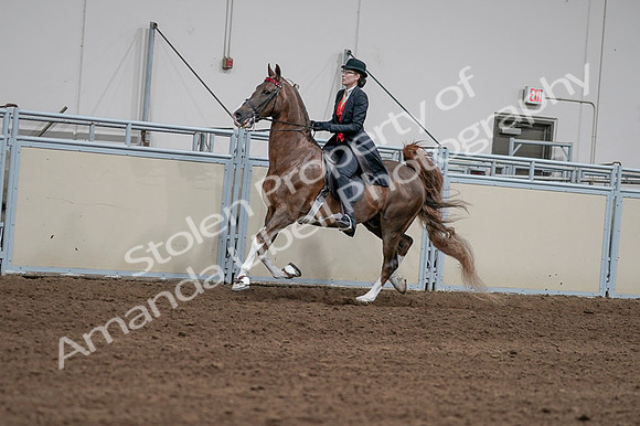 2020 - AB Morgan Horse - Fri, Sept 04 - 09588