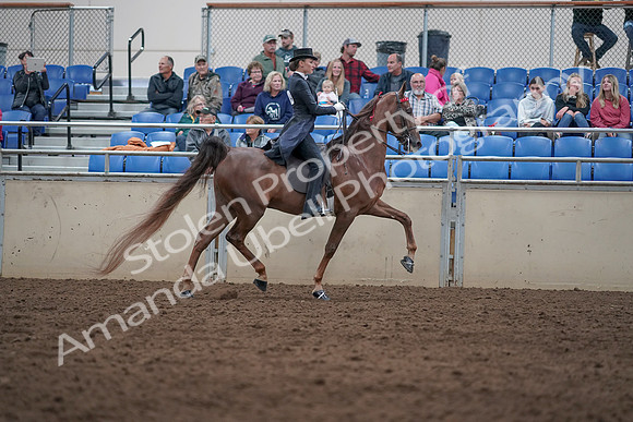 2019 Morgan Horse Show - Aug 31, 2019 - 20692