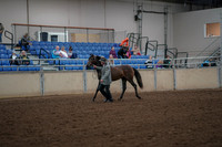 Class 043 - AMHC Futurity In Hand Yearling Suitable to be a Sport or Western Horse