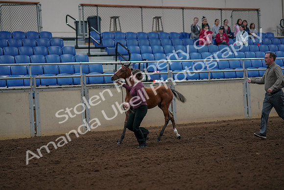 2019 Morgan Horse Show - Aug 30, 2019 - 24686