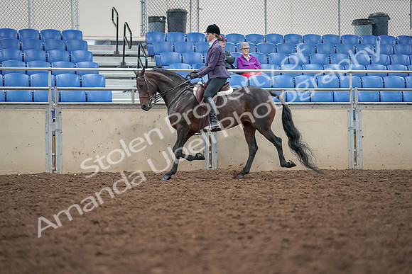2019 Morgan Horse Show - Aug 30, 2019 - 20317