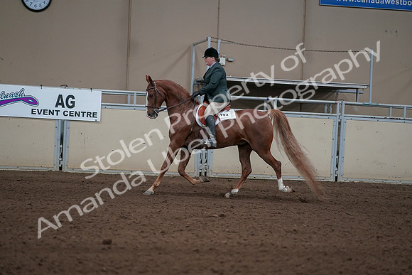 2019 Morgan Horse Show - Sept 01, 2019 - 12223