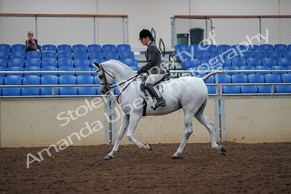 2019 Morgan Horse Show - Aug 30, 2019 - 17376