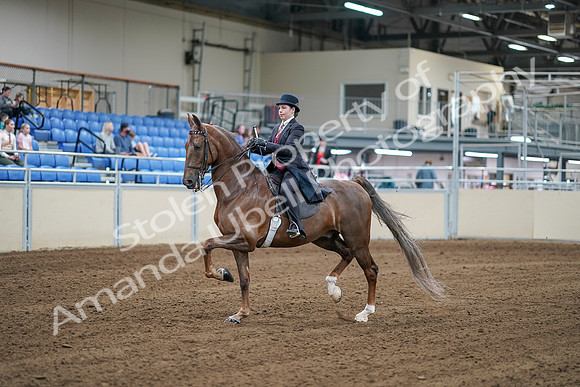 2020 - AB Morgan Horse - Sat, Sept 05 - 06053