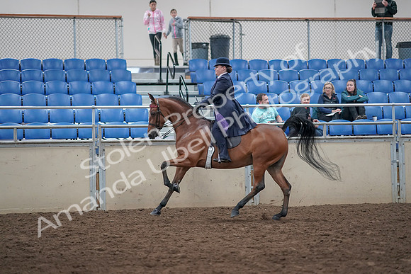 2019 Morgan Horse Show - Aug 31, 2019 - 08849