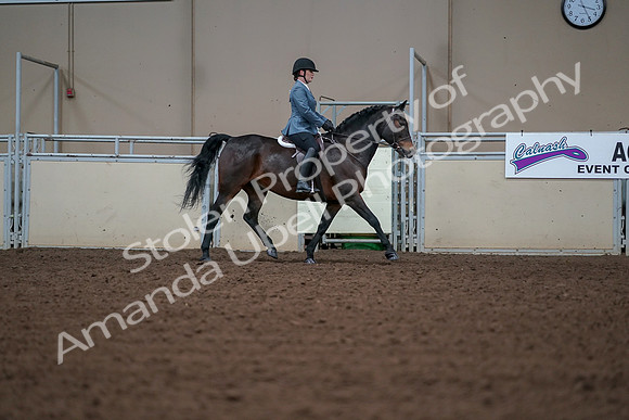2019 Morgan Horse Show - Aug 30, 2019 - 18520