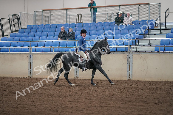 2019 Morgan Horse Show - Aug 31, 2019 - 07513