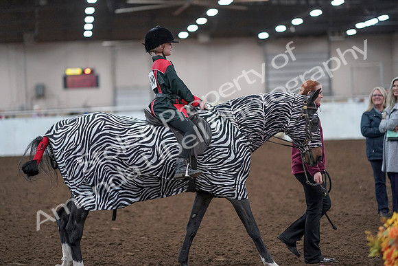 2019 Morgan Horse Show - Aug 31, 2019 - 10033