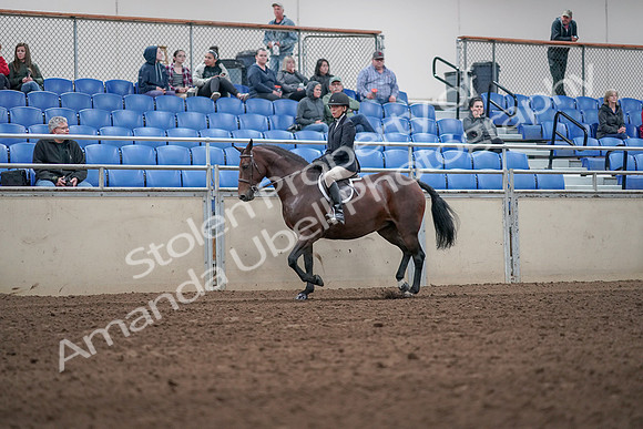 2019 Morgan Horse Show - Aug 31, 2019 - 19525